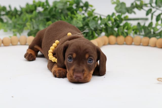 Dachshund Puppies - Champion Sired media 8