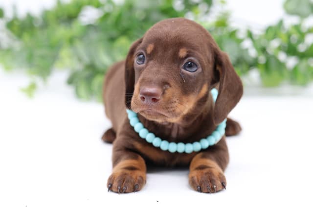 Dachshund Puppies - Champion Sired media 9