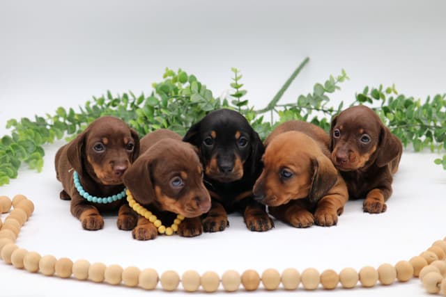 Dachshund Puppies - Champion Sired media 3