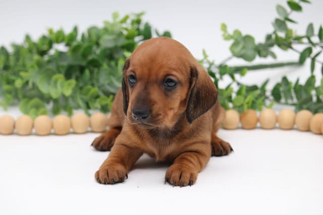 Dachshund Puppies - Champion Sired media 10