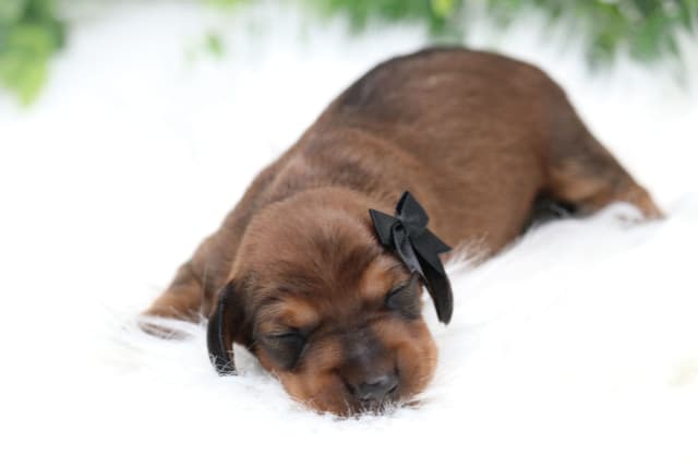 Dachshund Puppies media 3