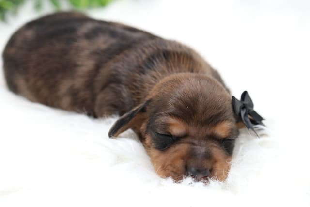 Dachshund Puppies media 4