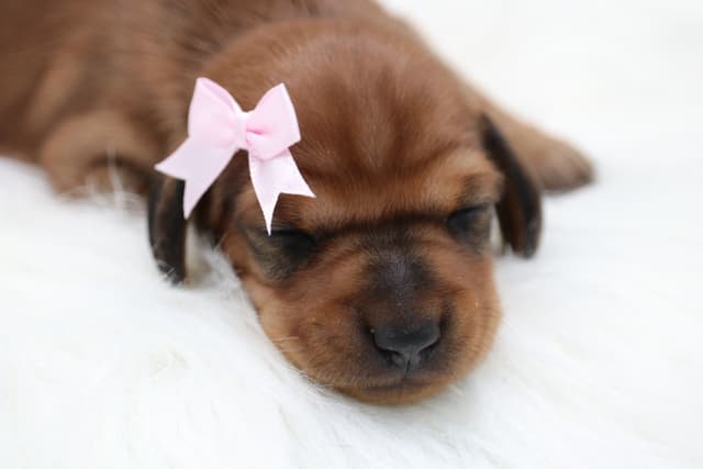 Dachshund Puppies media 6