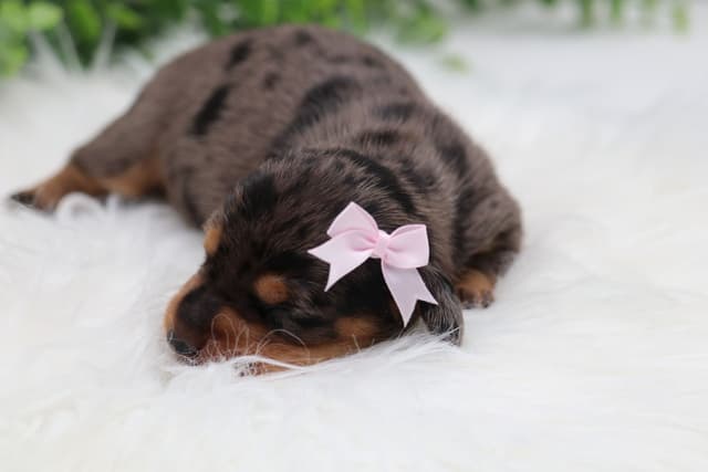 Dachshund Puppies media 5