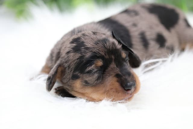 Dachshund Puppies media 7