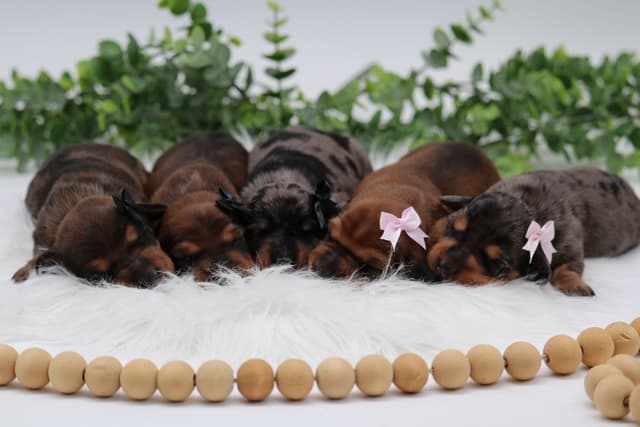 Dachshund Puppies media 2