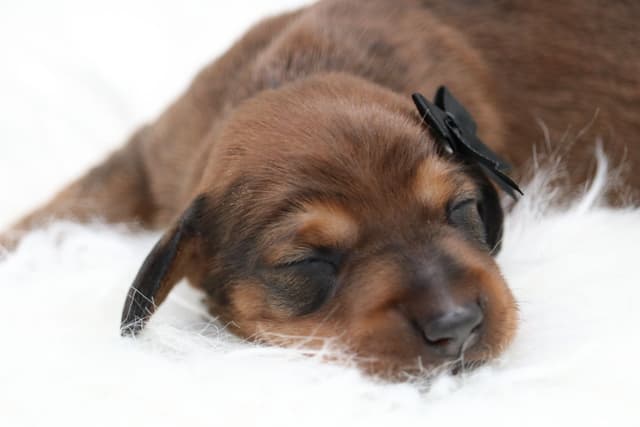 Dachshund Puppies media 9