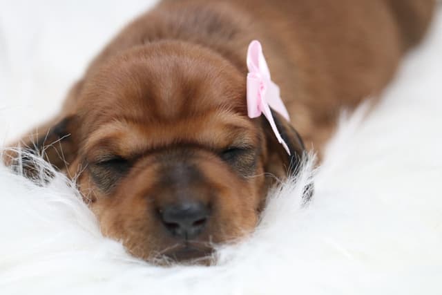 Dachshund Puppies media 8