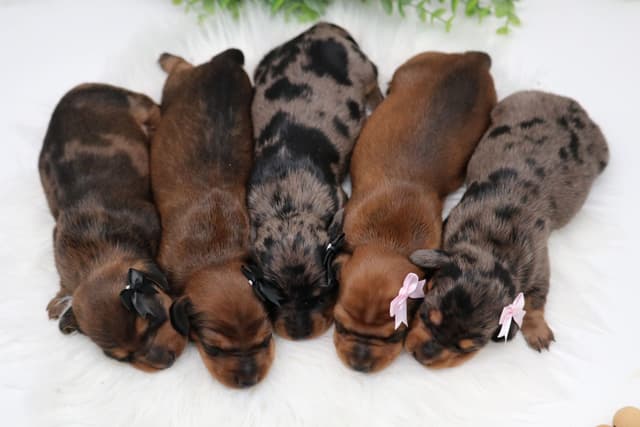Dachshund Puppies media 10