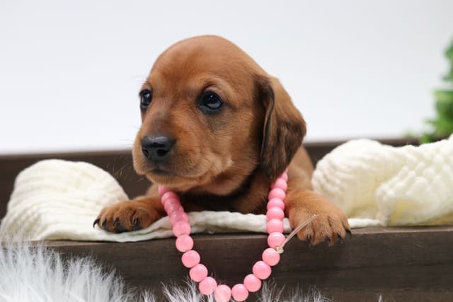 Dachshund Puppies media 11