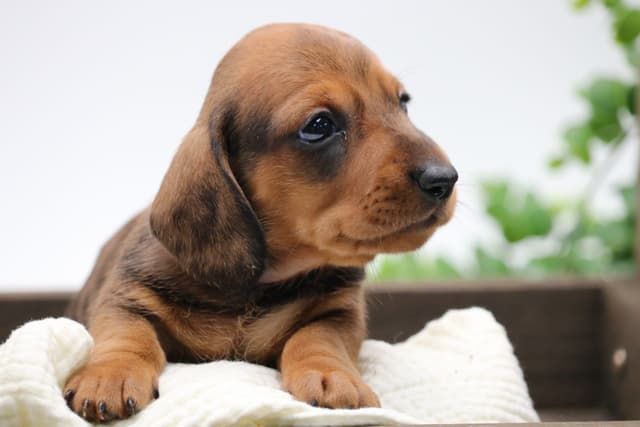Dachshund Puppies media 13