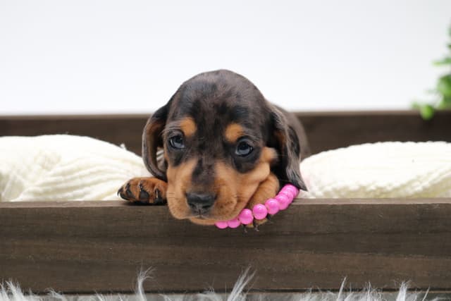 Dachshund Puppies media 12