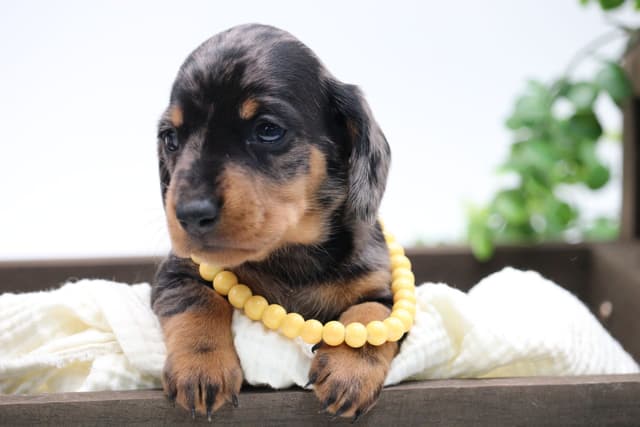 Dachshund Puppies media 14