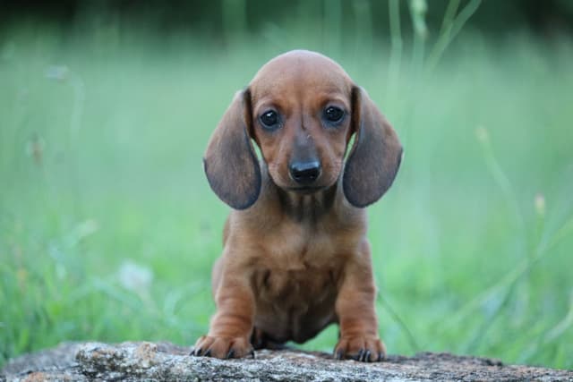 Dachshund Puppies - Champion Sired media 13