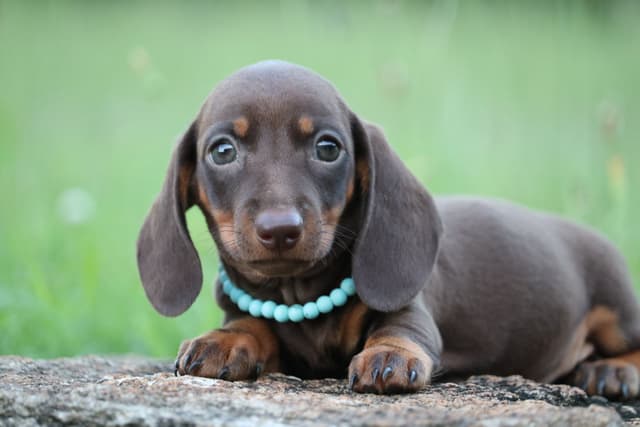 Dachshund Puppies - Champion Sired media 11