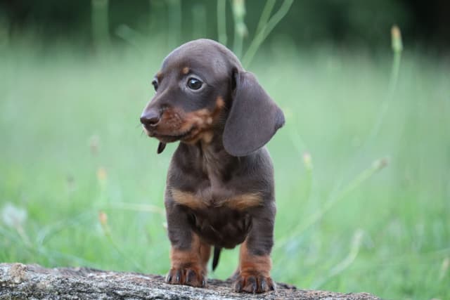 Dachshund Puppies - Champion Sired media 14