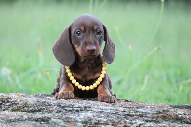 Dachshund Puppies - Champion Sired media 2