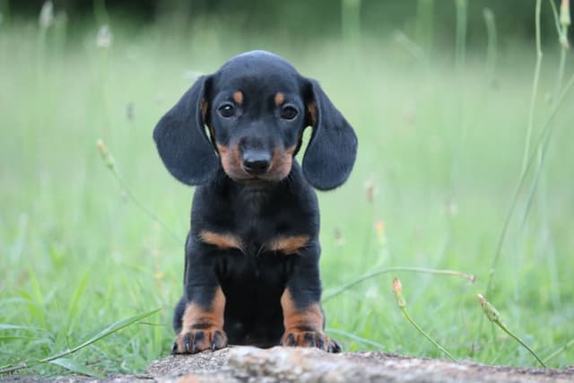 Dachshund Puppies - Champion Sired media 12