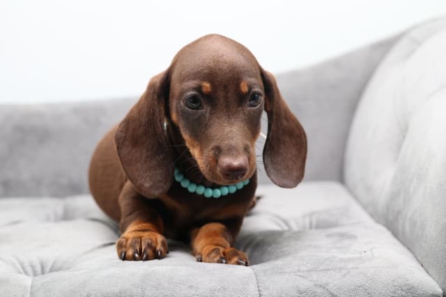Dachshund Puppies - Champion Sired media 15