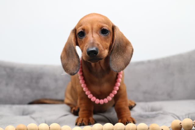Dachshund Puppies - Champion Sired media 17