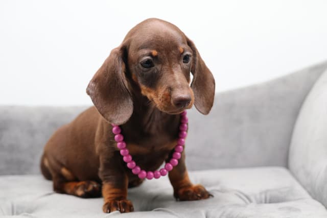 Dachshund Puppies - Champion Sired media 16