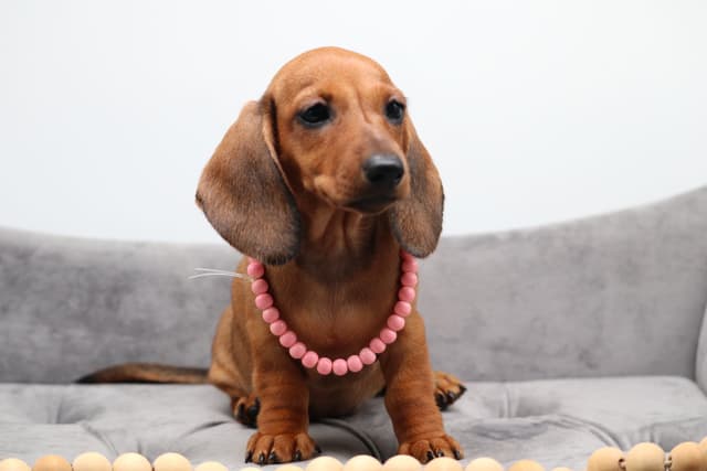 Dachshund Puppies - Champion Sired media 19