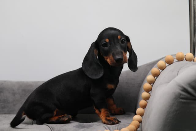 Dachshund Puppies - Champion Sired media 18