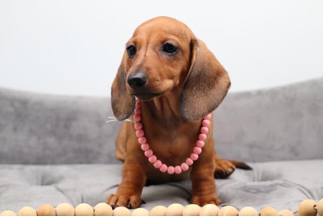 Dachshund Puppies - Champion Sired media 20
