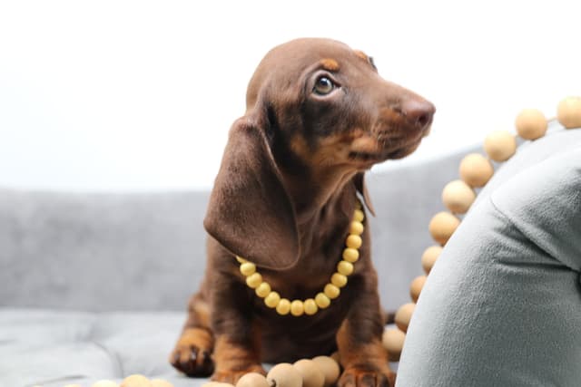 Dachshund Puppies - Champion Sired media 21