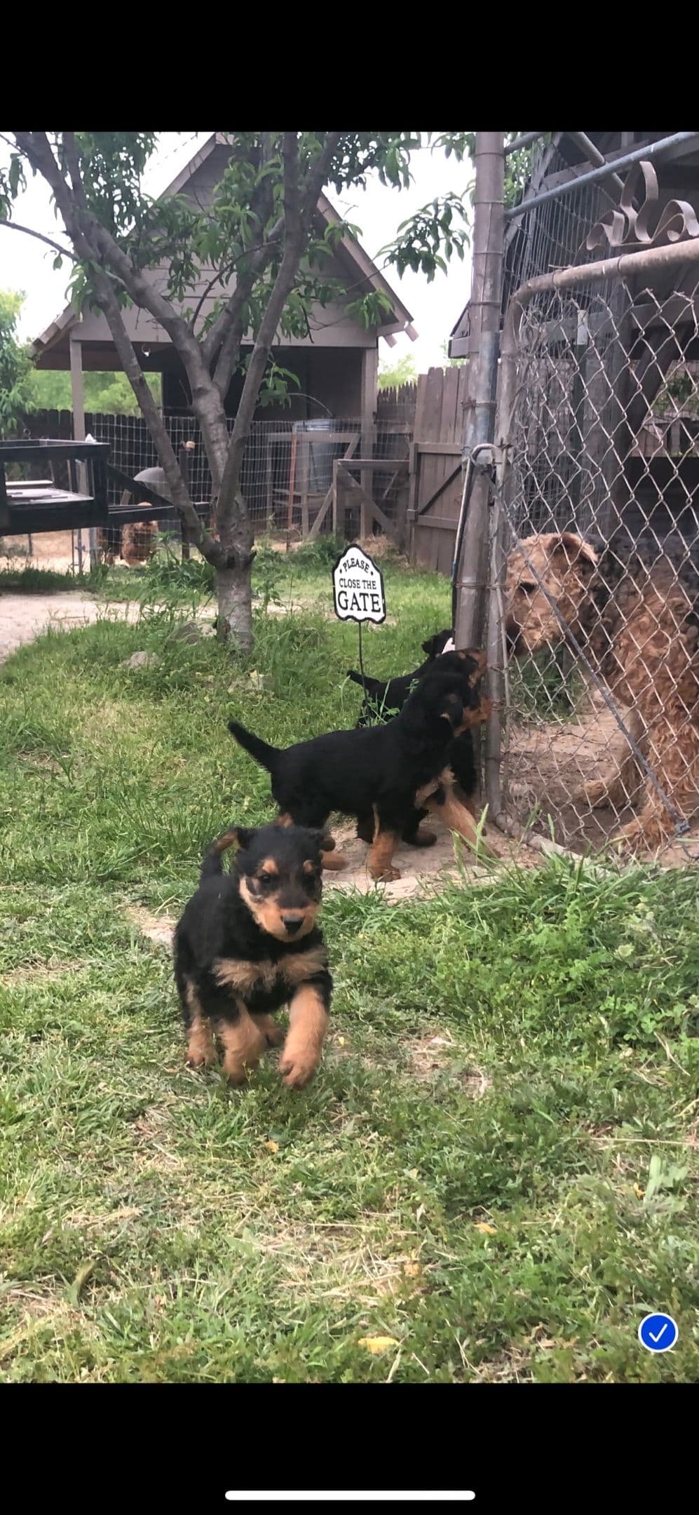 Airedale Terrier Puppies breeder image 2