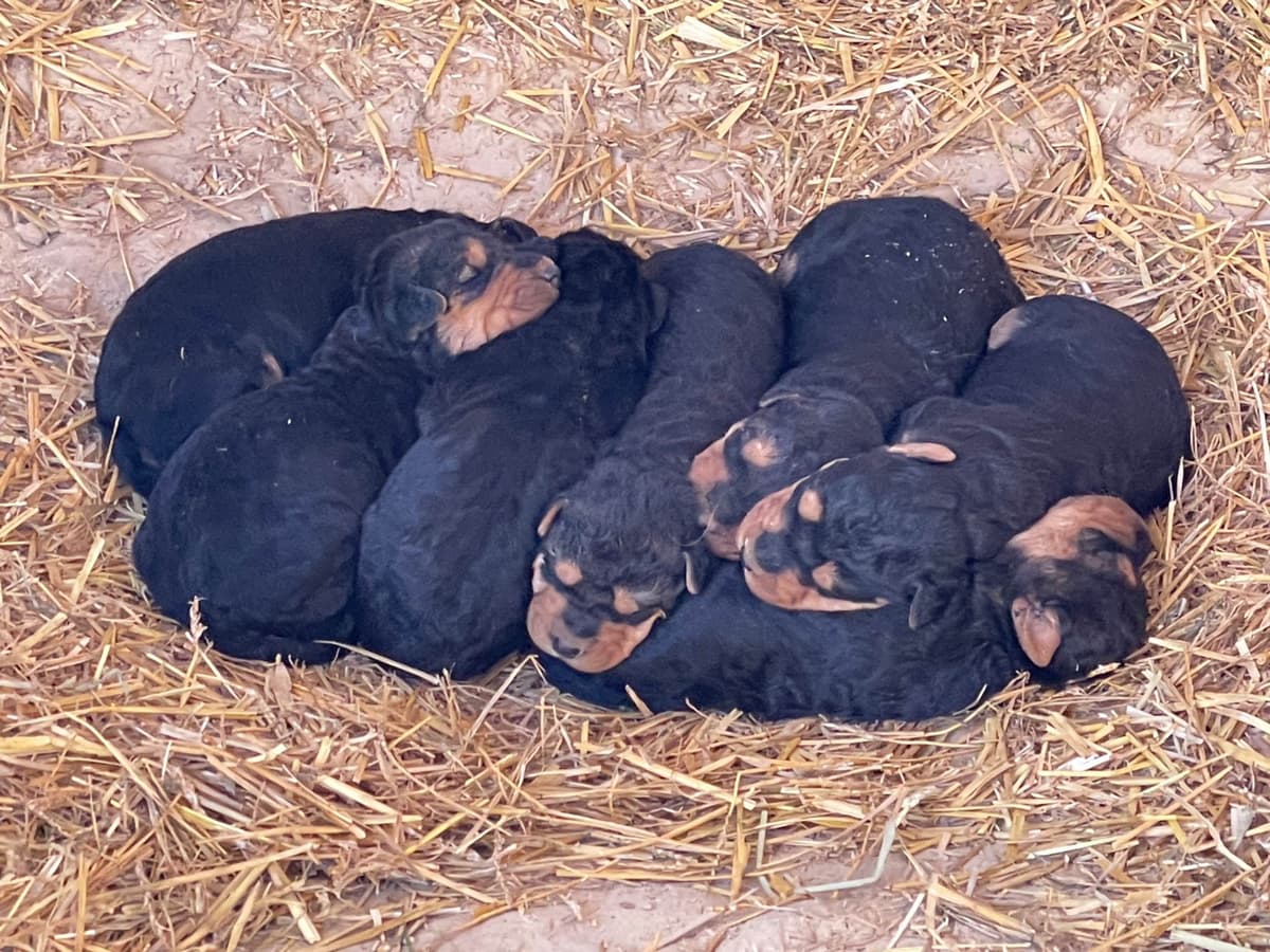 Airedale Terrier Puppies breeder image 3