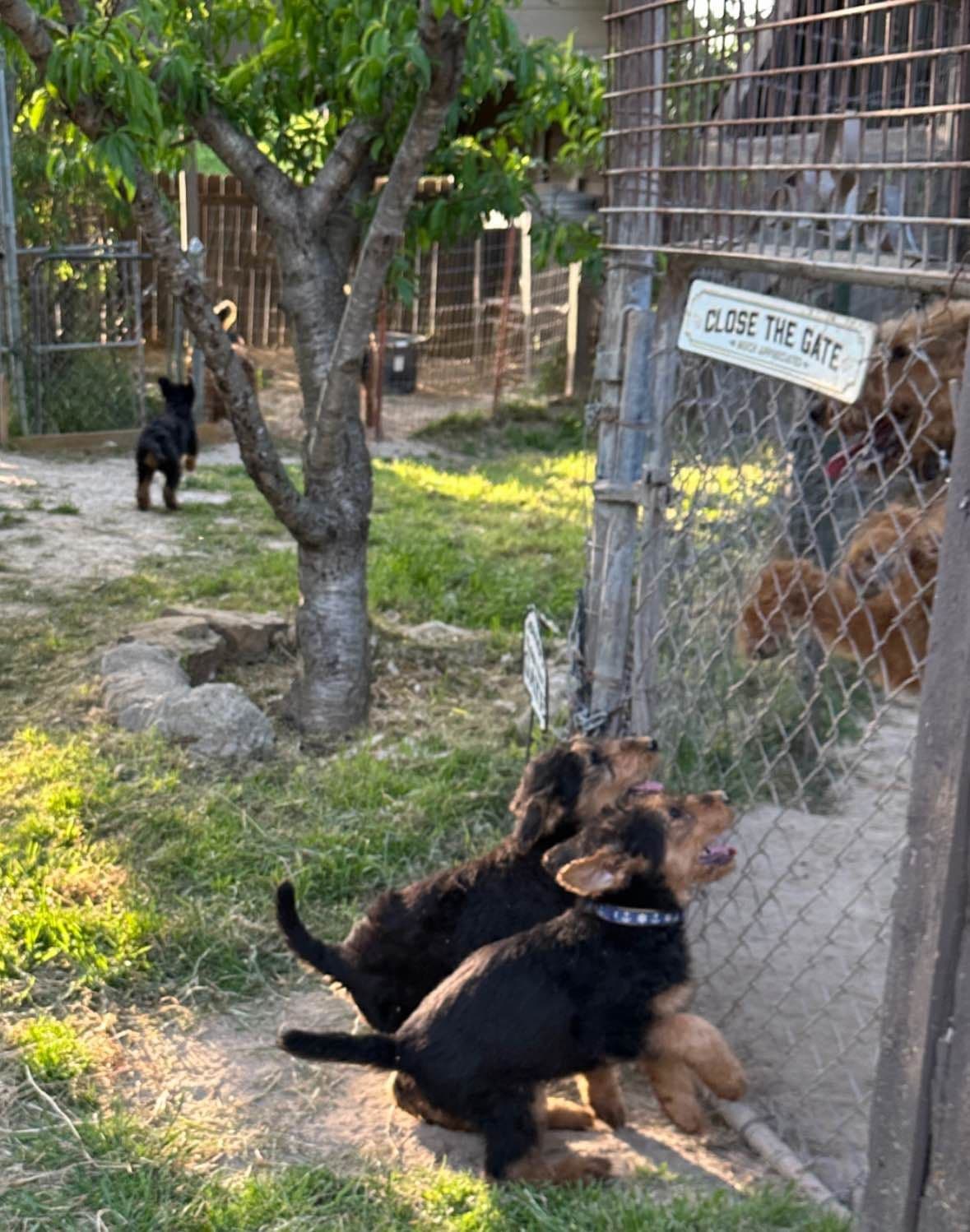 Airedale Terrier Puppies breeder image 4