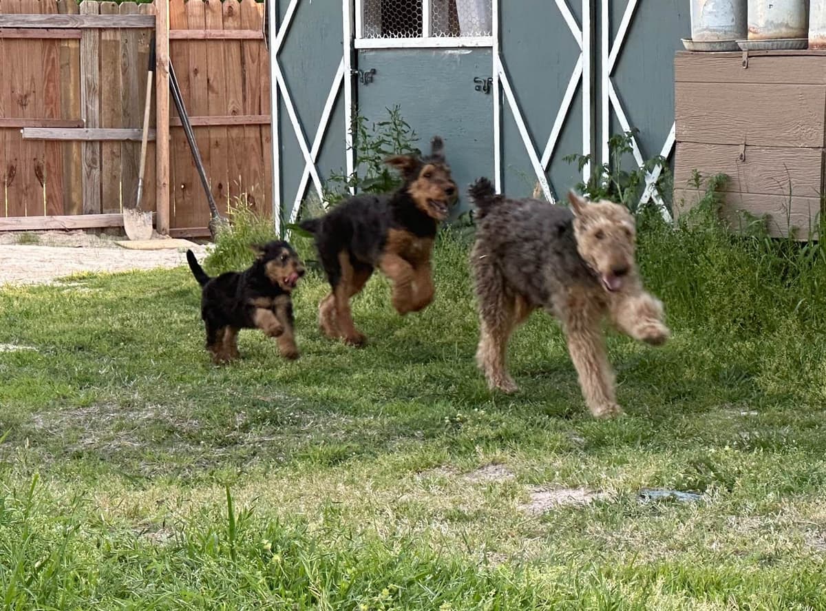 Airedale Terrier Puppies breeder image 5