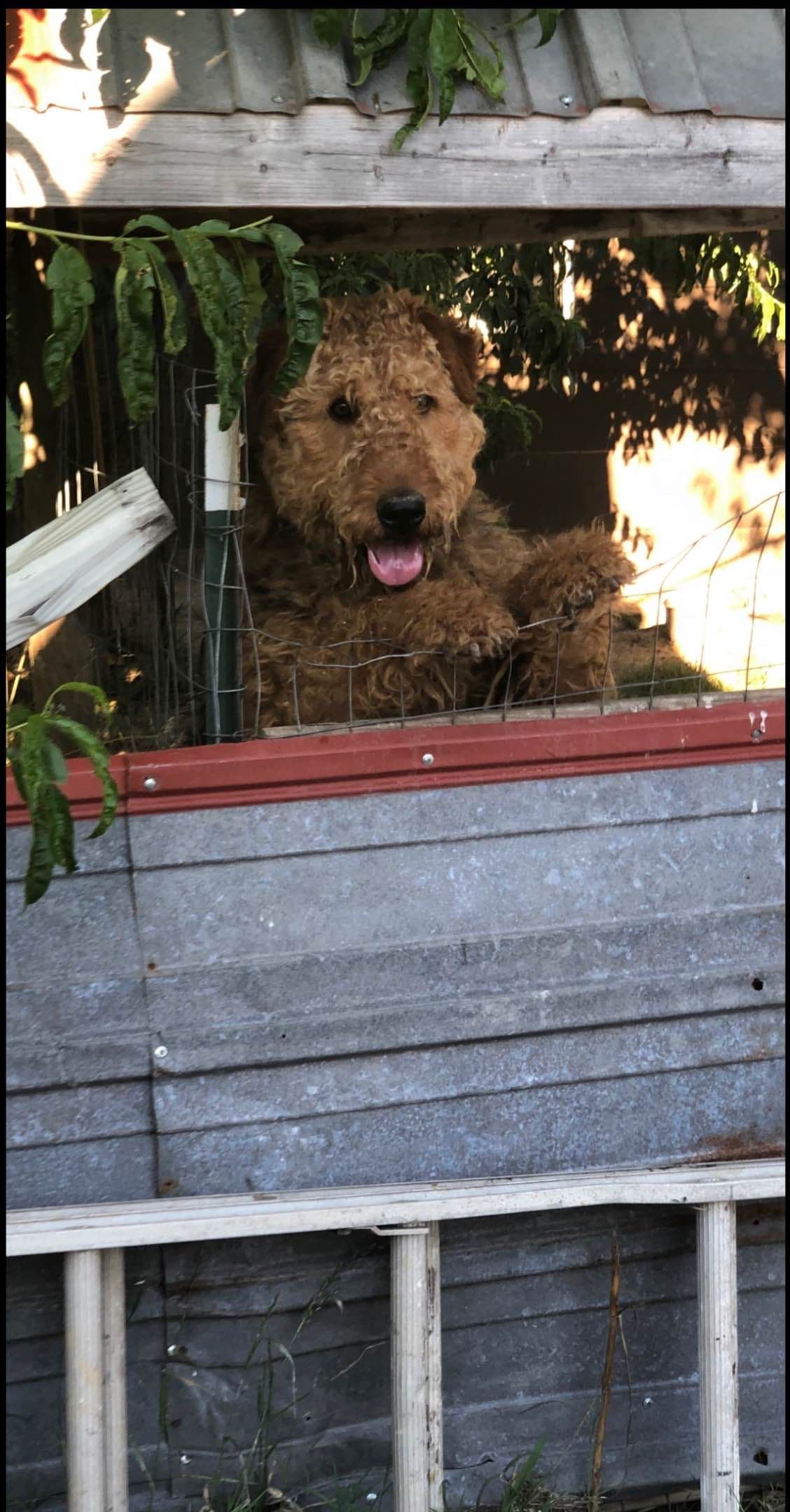 Airedale Terrier Puppies breeder image 6