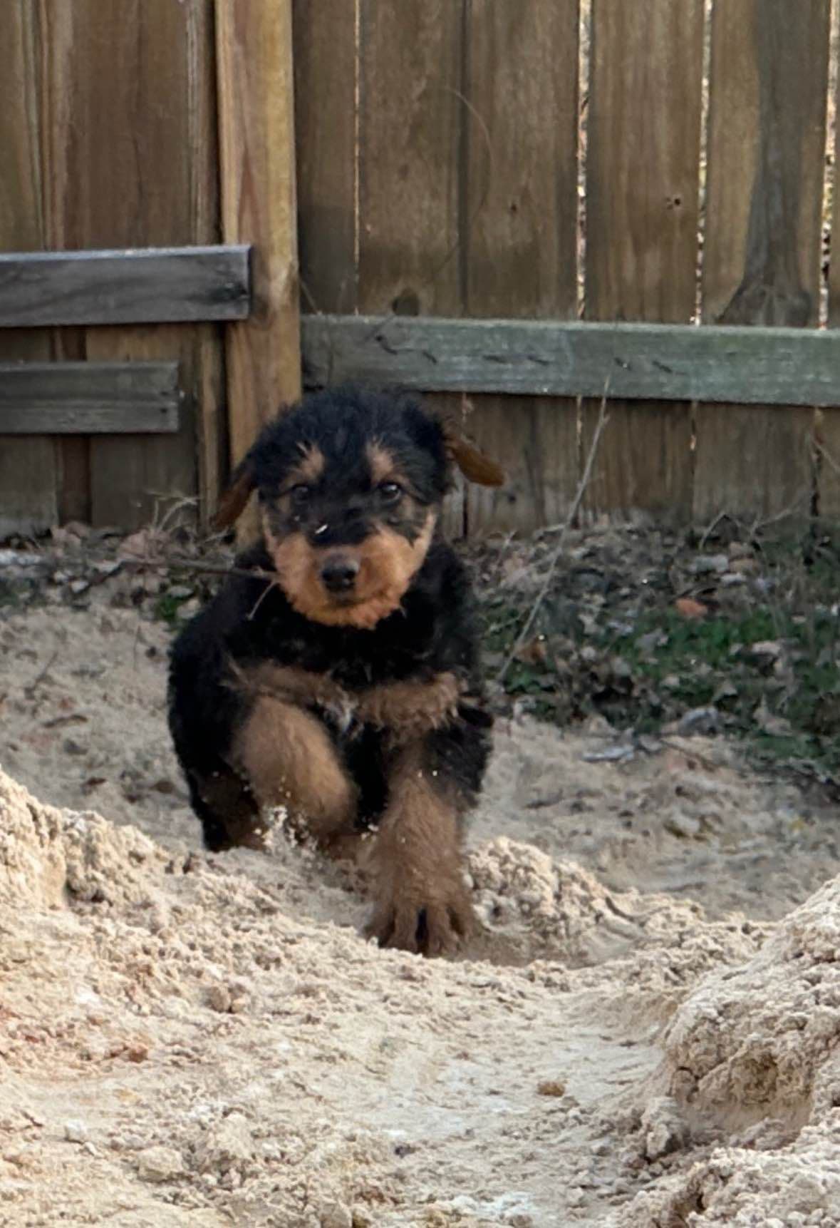 Airedale Terrier Puppies breeder image 7
