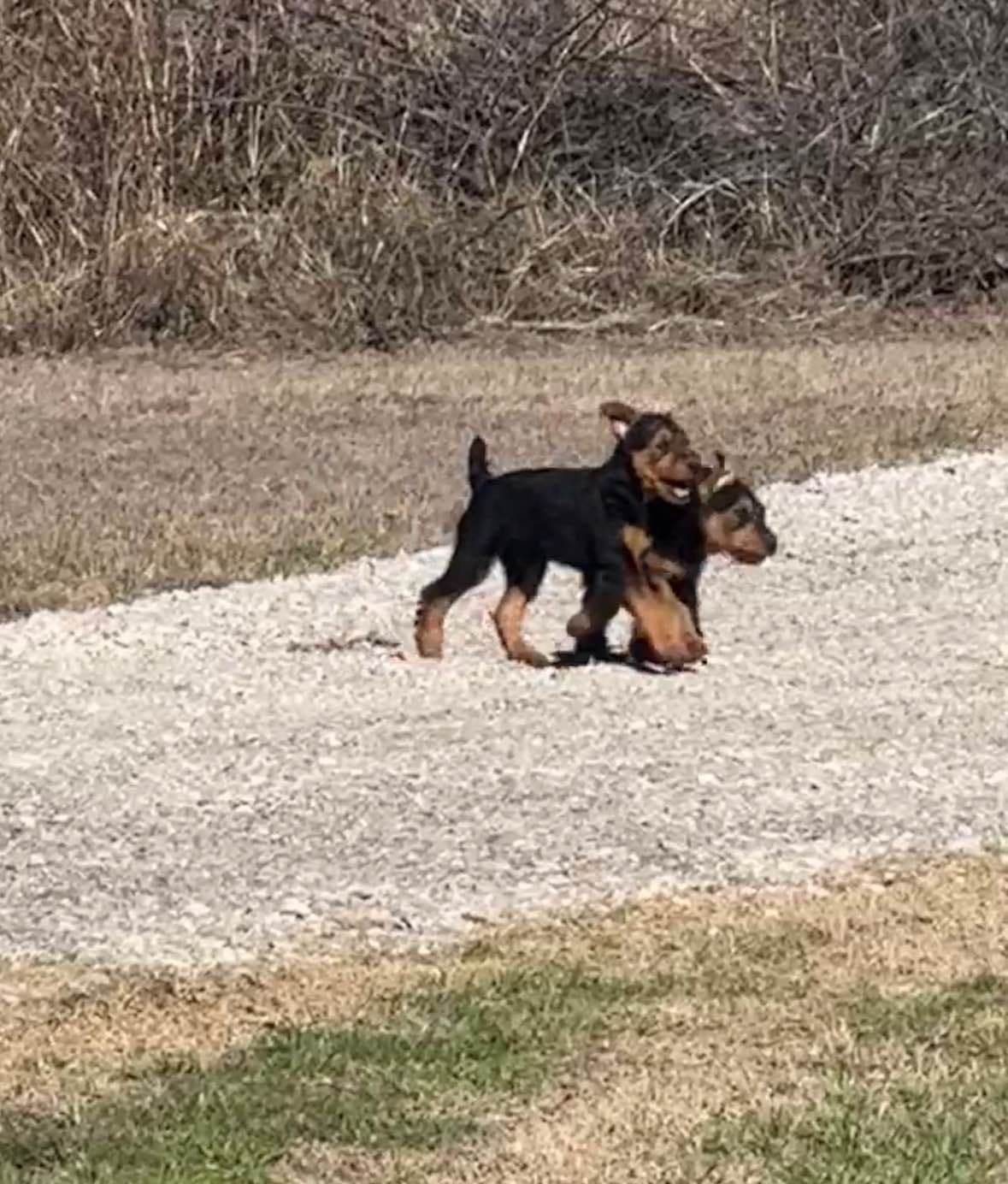 Airedale Terrier Puppies breeder image 14