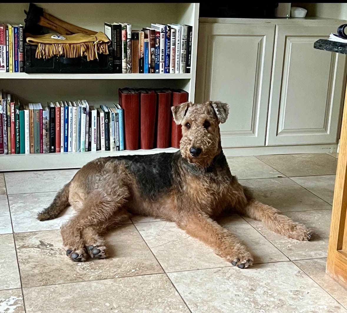 Airedale Terrier Puppies breeder image 15