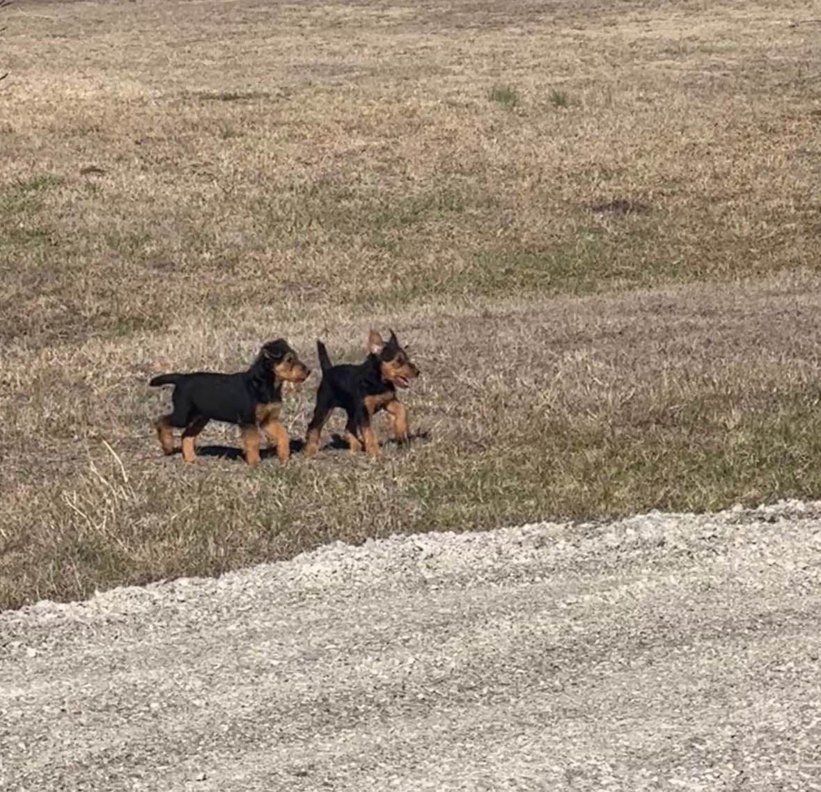 Airedale Terrier Puppies breeder image 16