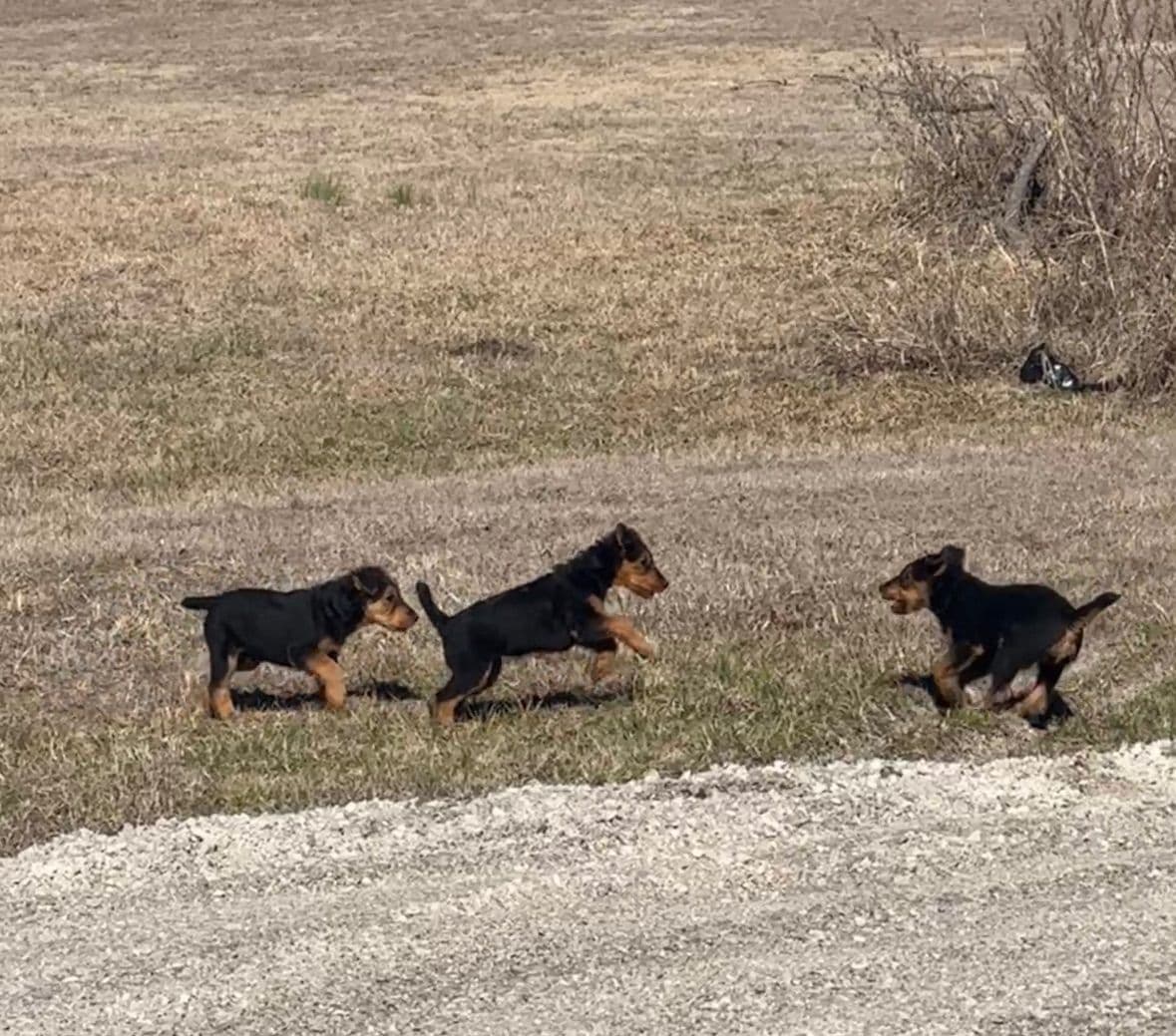 Airedale Terrier Puppies breeder image 17