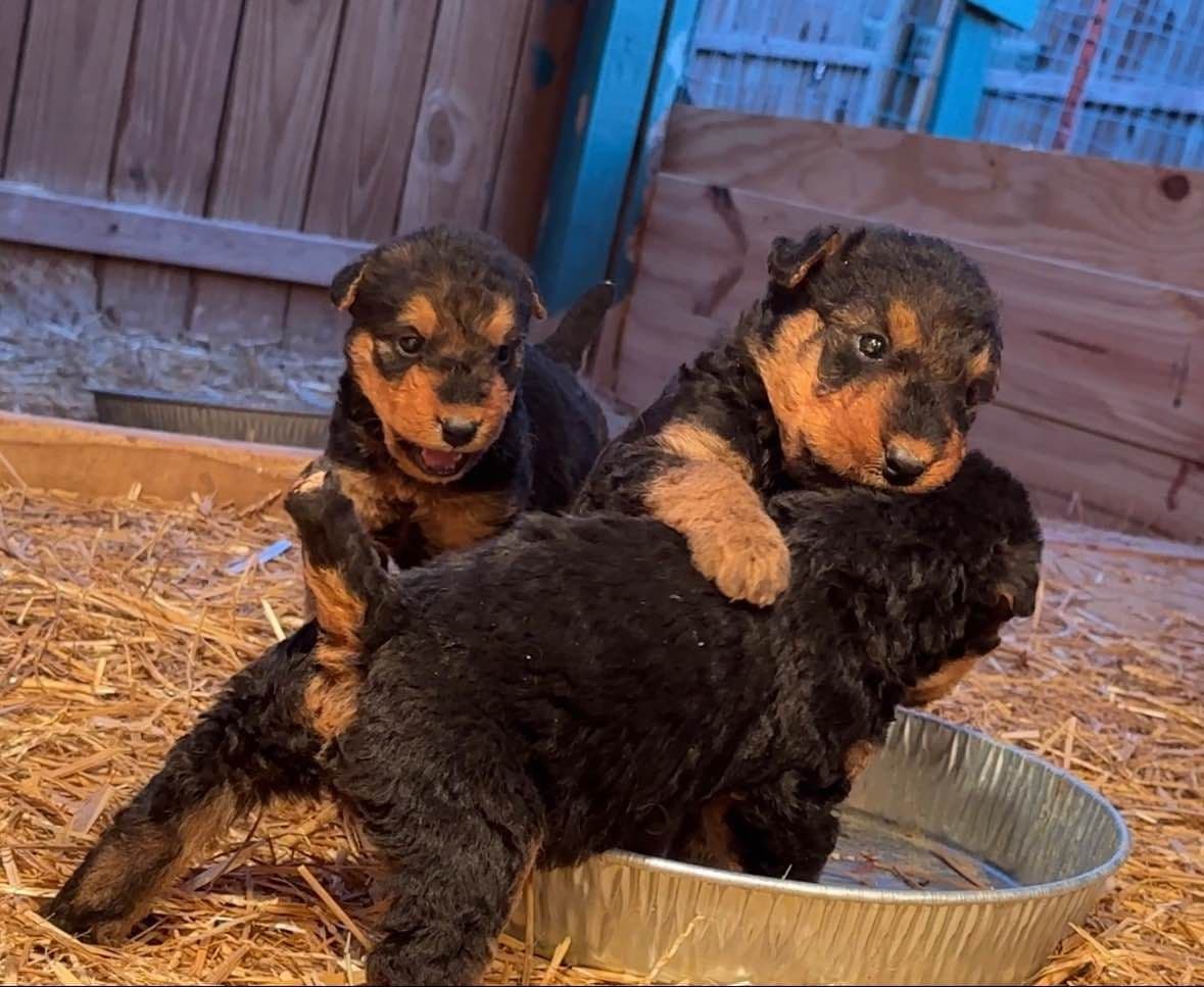 Airedale Terrier Puppies breeder image 19
