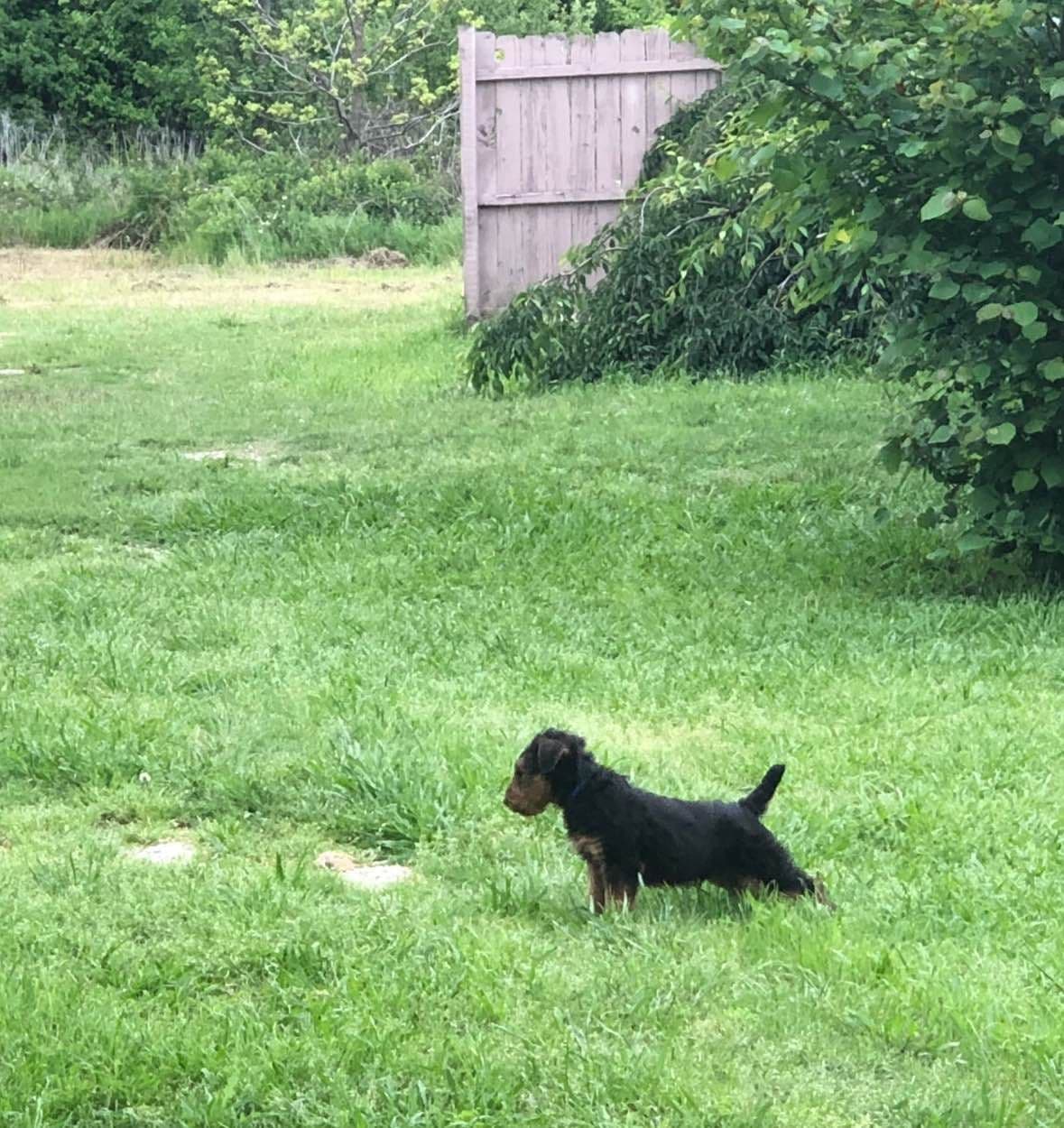 Airedale Terrier Puppies breeder image 20