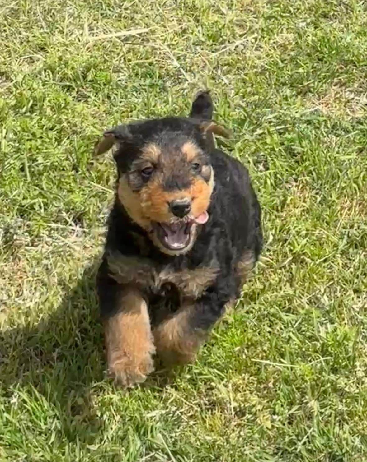 Airedale Terrier Puppies breeder image 22