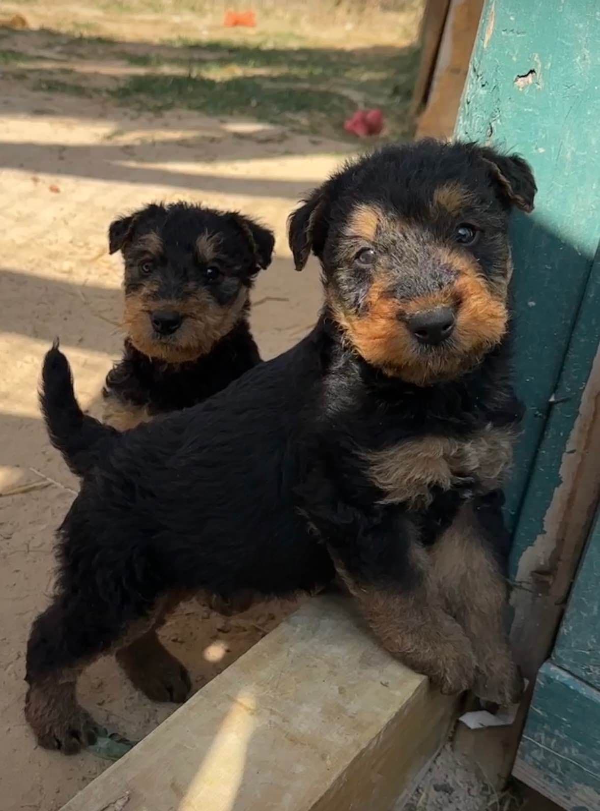 Airedale Terrier Puppies breeder image 25