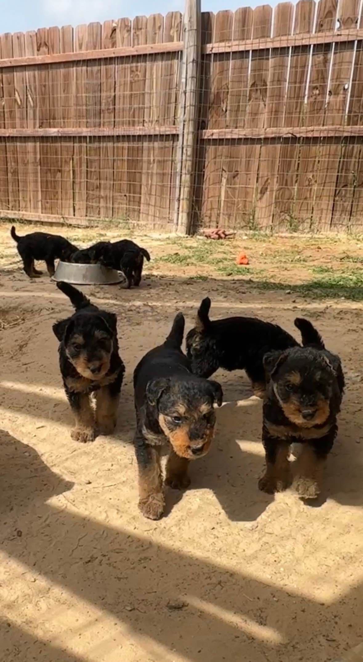 Airedale Terrier Puppies breeder image 26