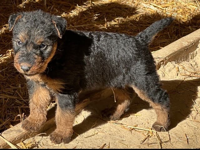 Airedale Terrier Puppies media 3