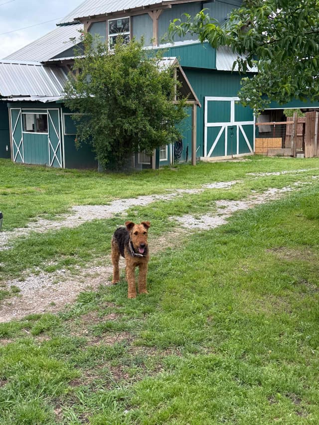 Airedale Terrier Puppies media 2