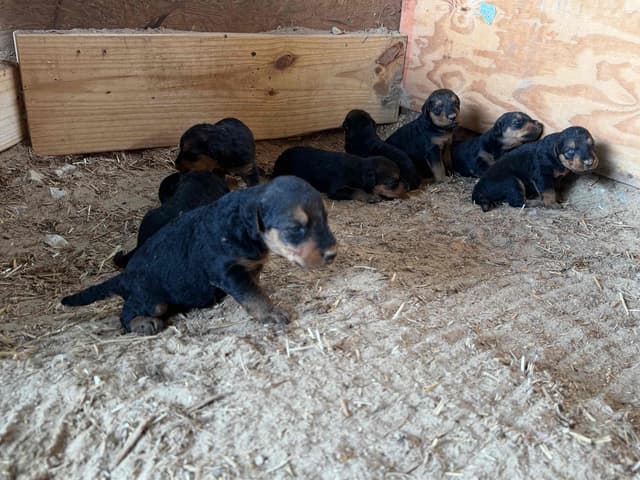 Airedale Terrier Puppies media 6