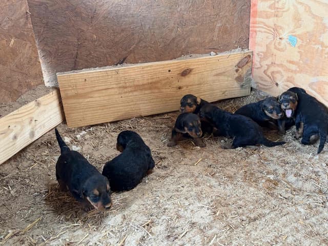 Airedale Terrier Puppies media 5