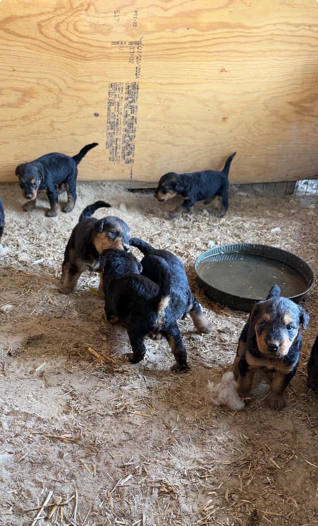 Airedale Terrier Puppies media 9
