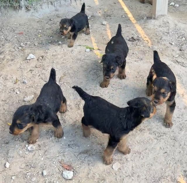 Airedale Terrier Puppies media 10